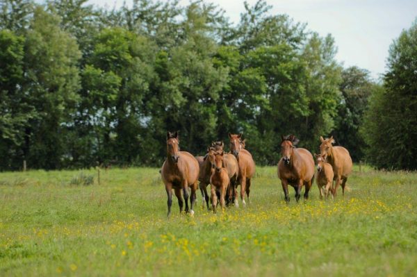 chardron et ses revendeurs