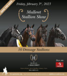 HARAS DE MALLERET – SHOW 3 FEVRIER 2023